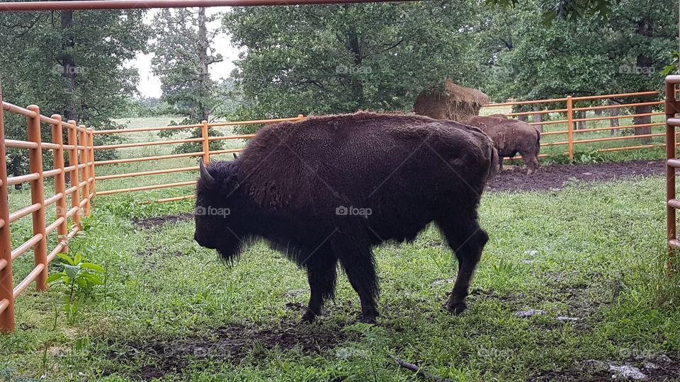 buffalo