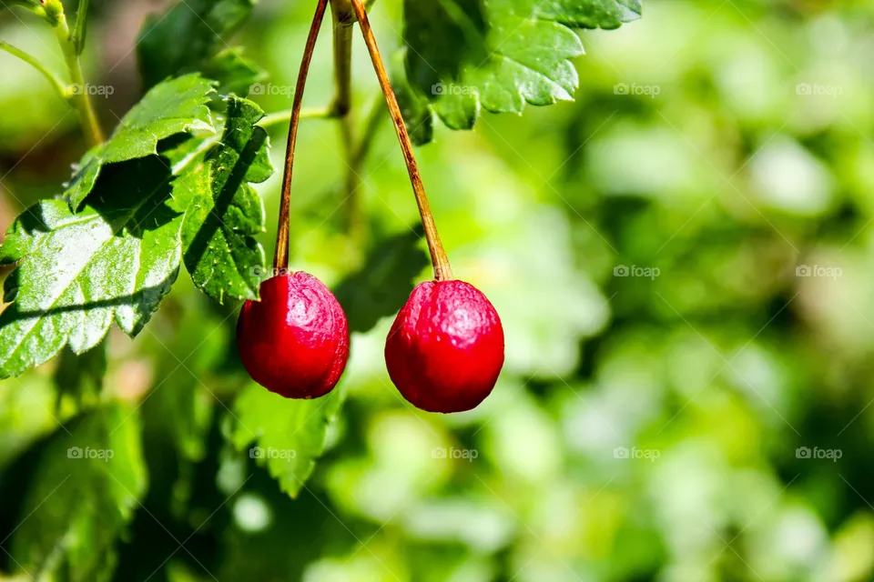 Berries 