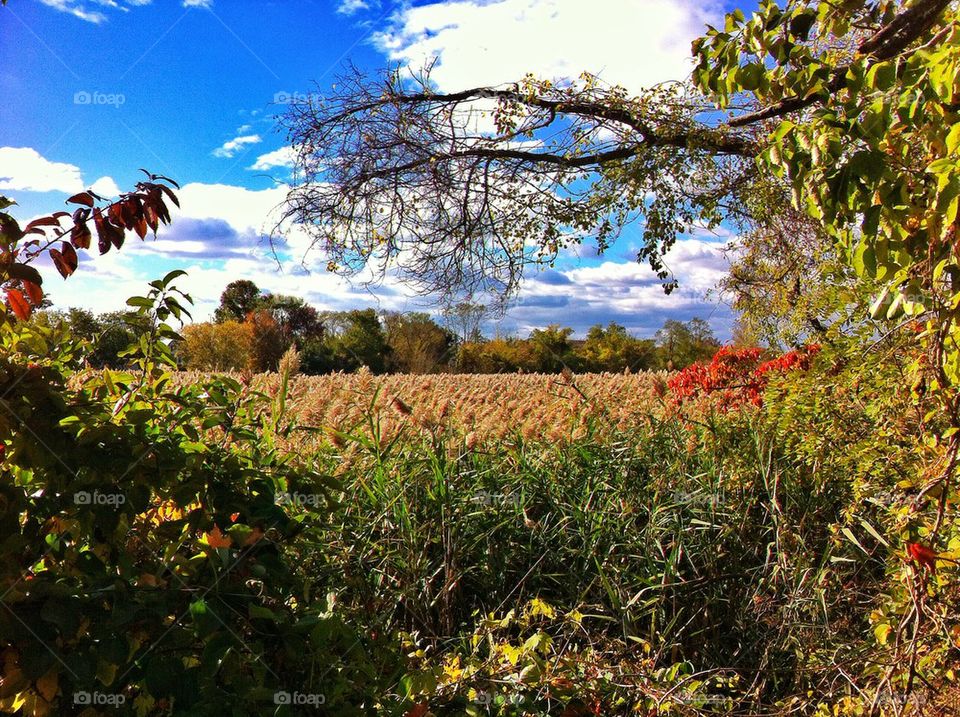 Mountain Grove Cemetery 