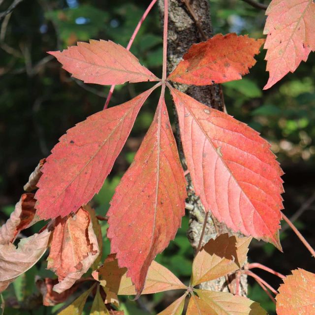 red leaf