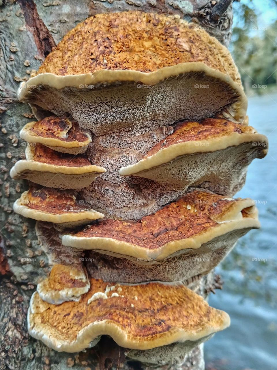 Close-up of mushrooms on a trunk near a pond