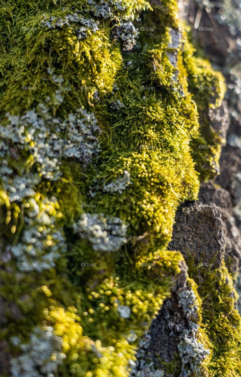 Moss looks most beautiful in a bright sunbeam.