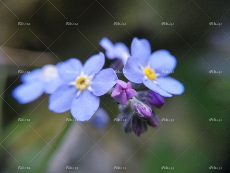 forget me not
