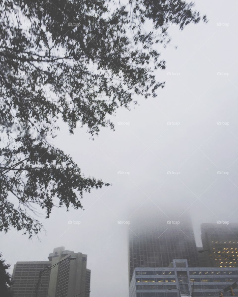 Fog, No Person, Tree, Mist, Landscape