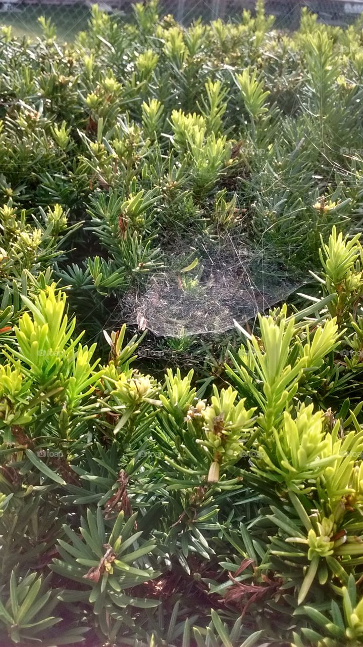 Spider Trampoline