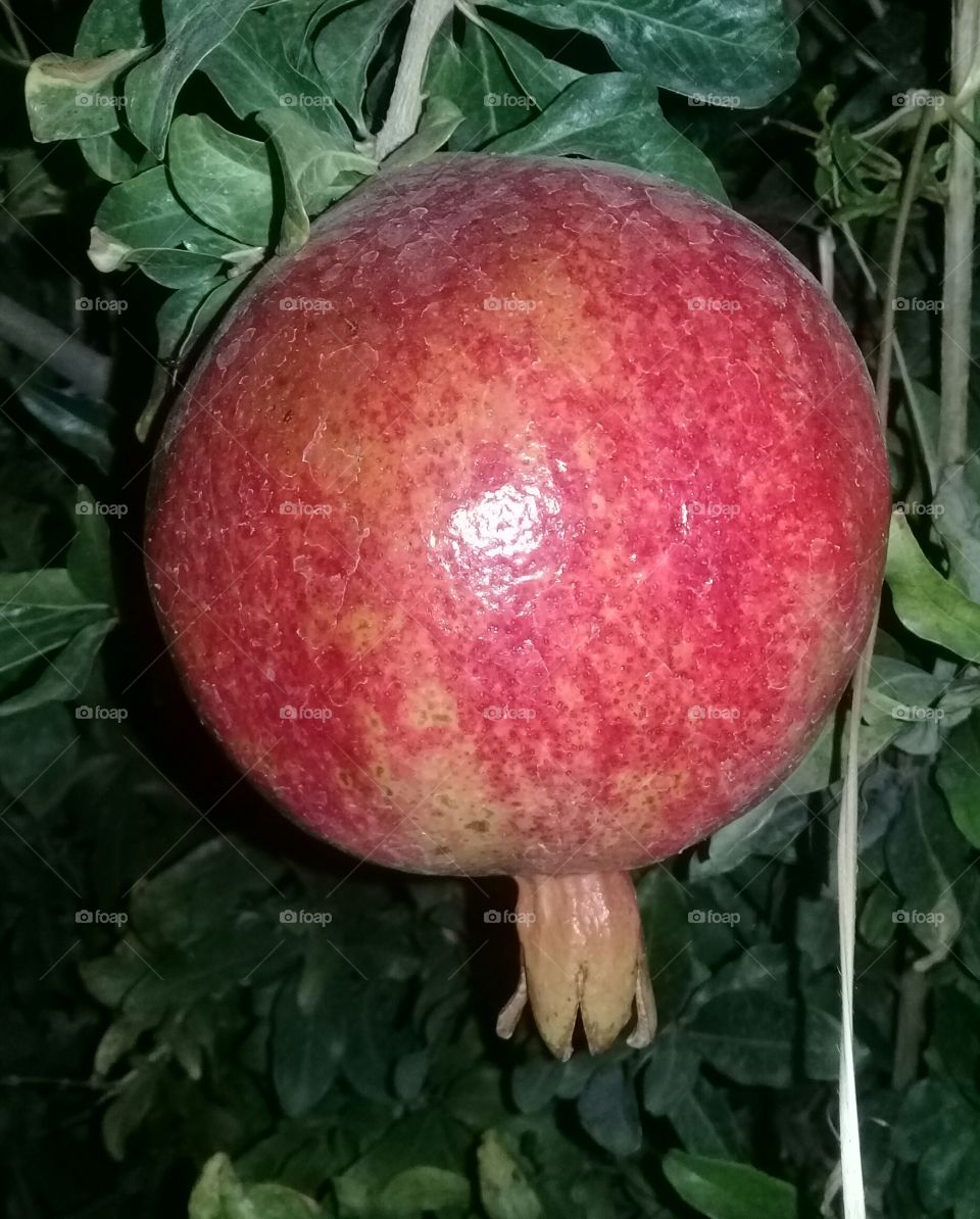 pomegranate