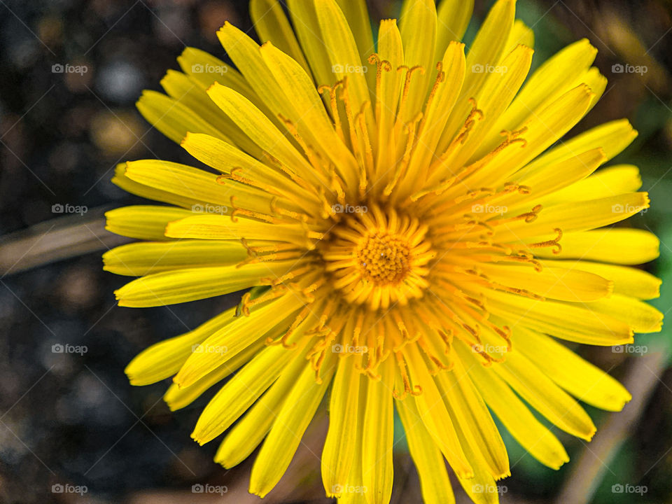closeup of a dandelion bloom in the summer