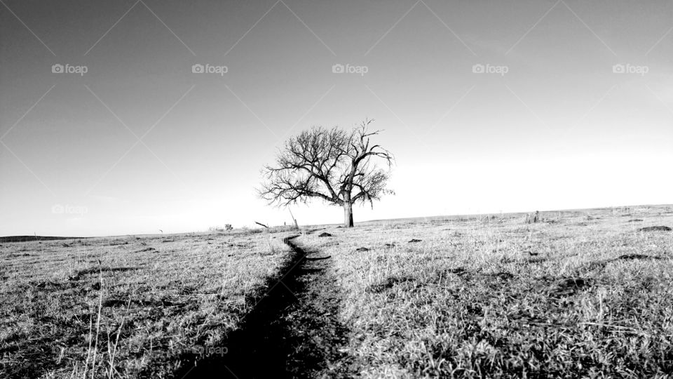 lonely path to tree