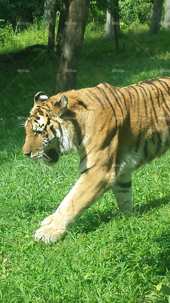 tiger cub # 3