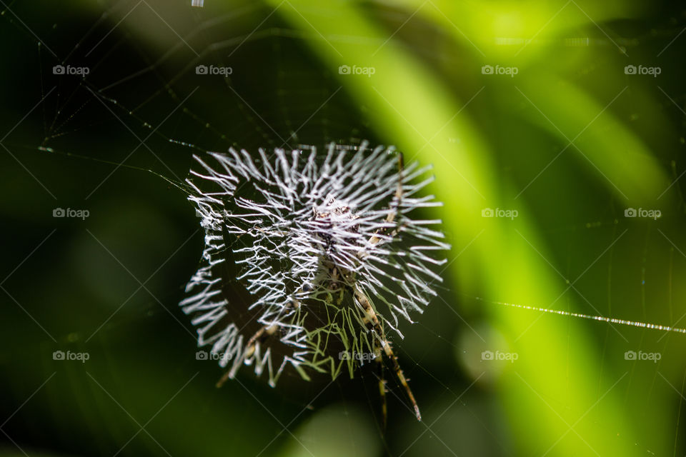 spider behind web