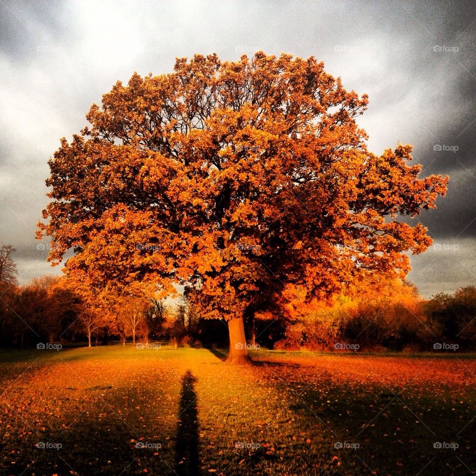 Autumn tree