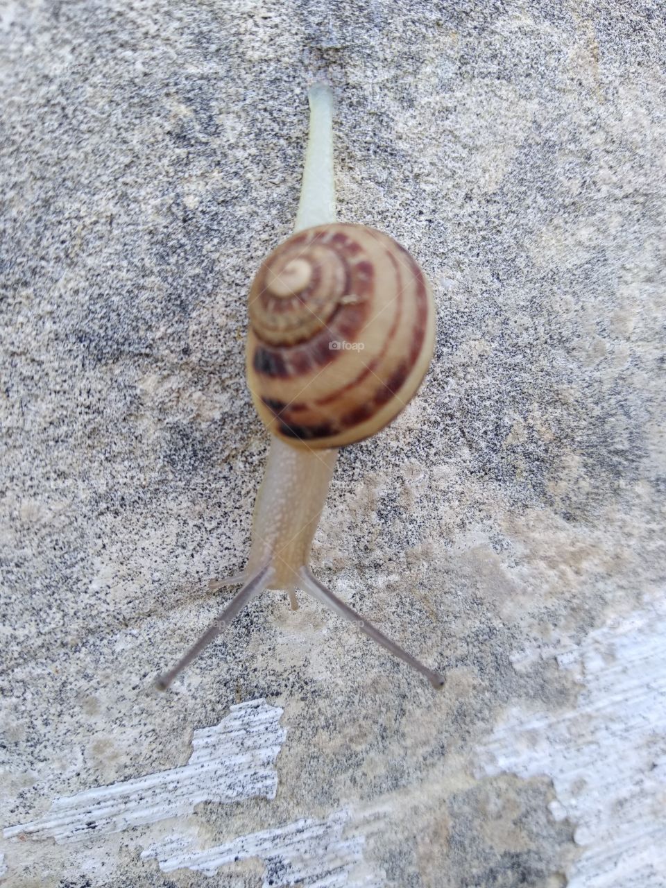 Snail