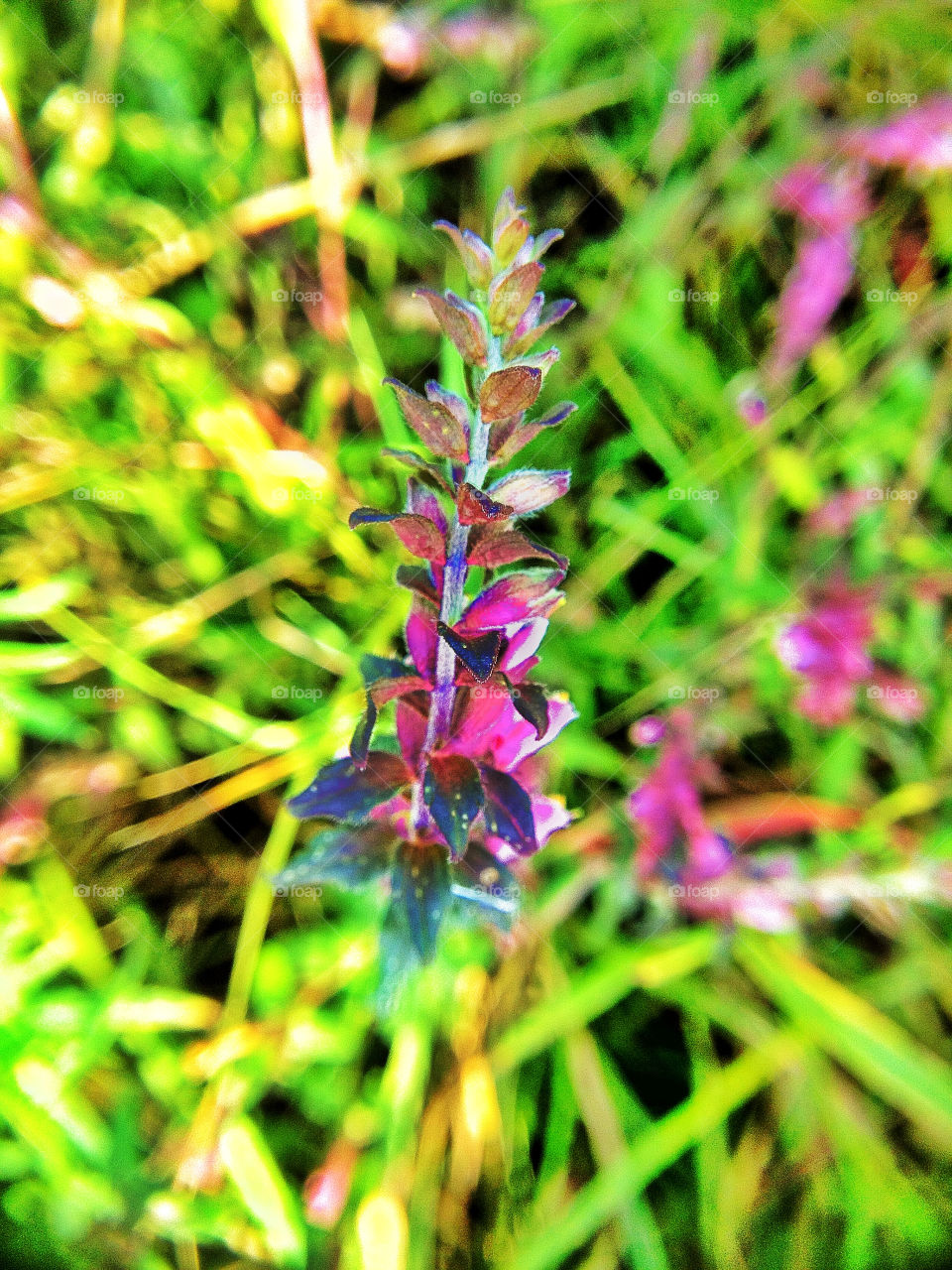 russia green nature flower by penguincody