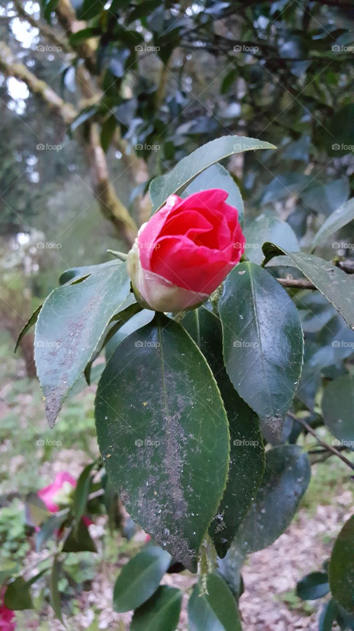 bright pink flower