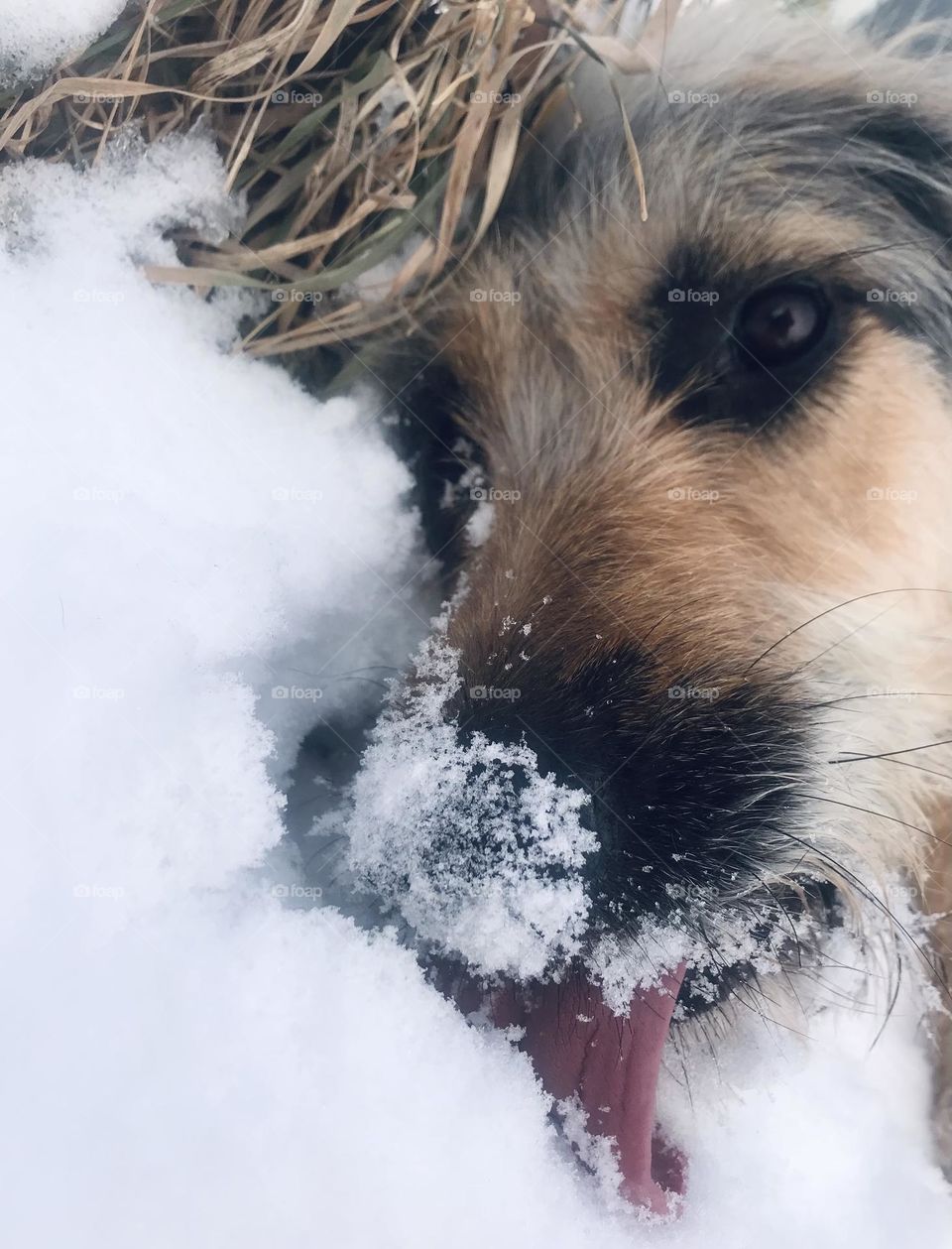 Pup enjoying the snow!