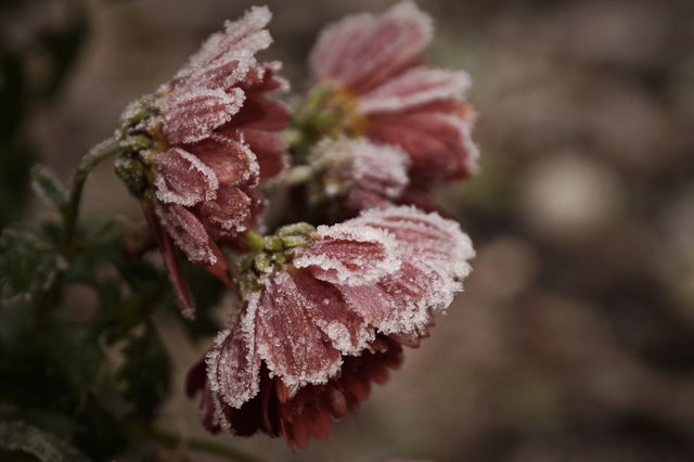 Chrysanthemum flowers covered with frost