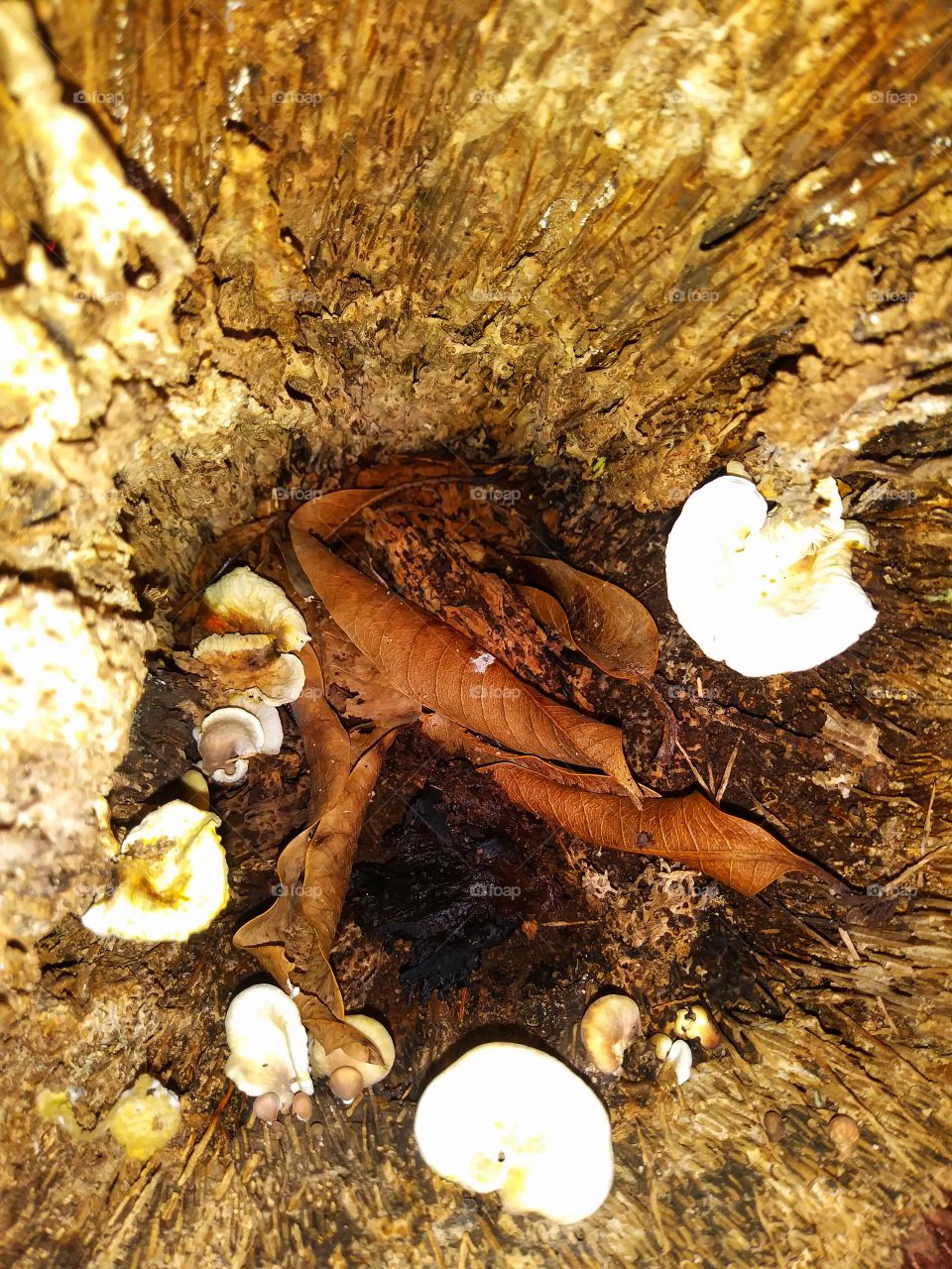 inside of a tree