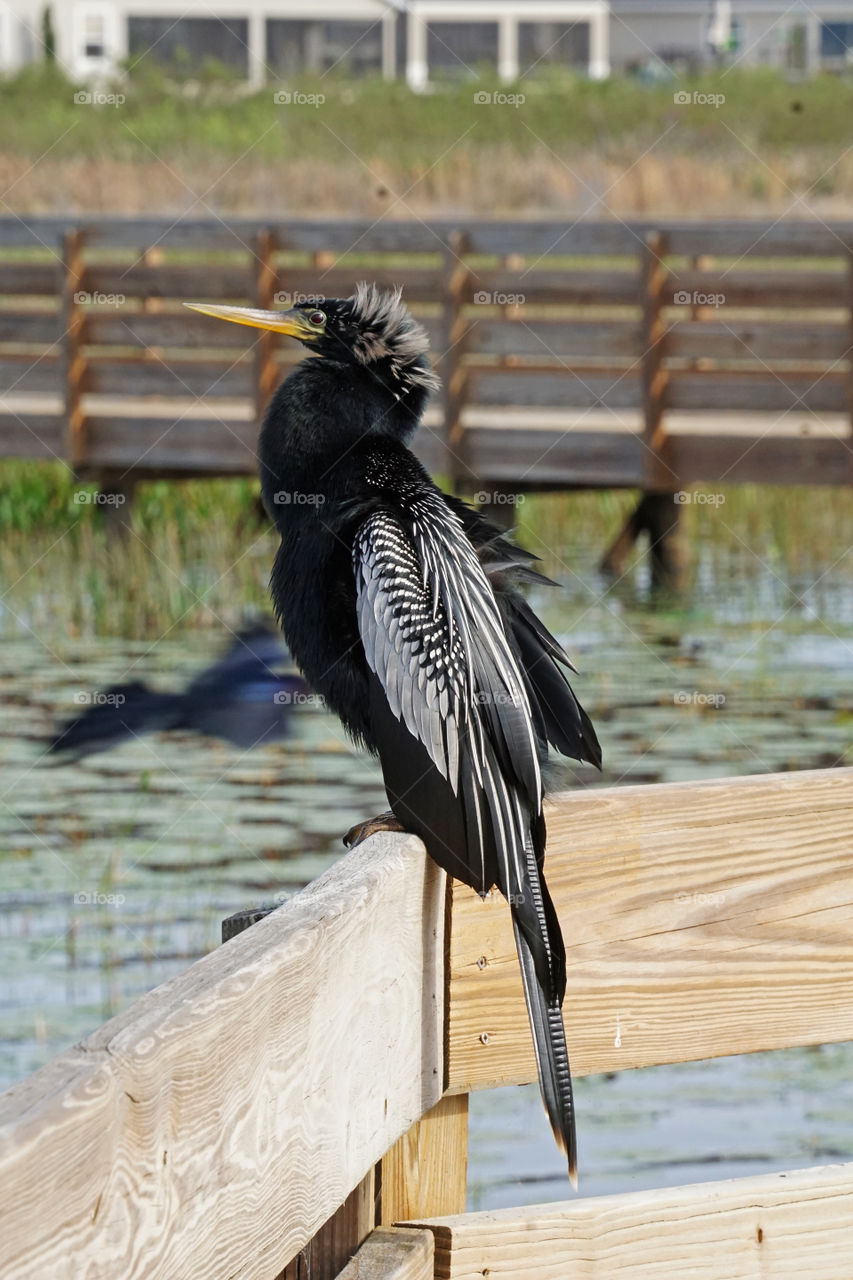 Anhinga on pier