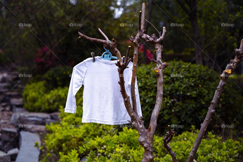 The shirt is hanging on a twig to get dry.