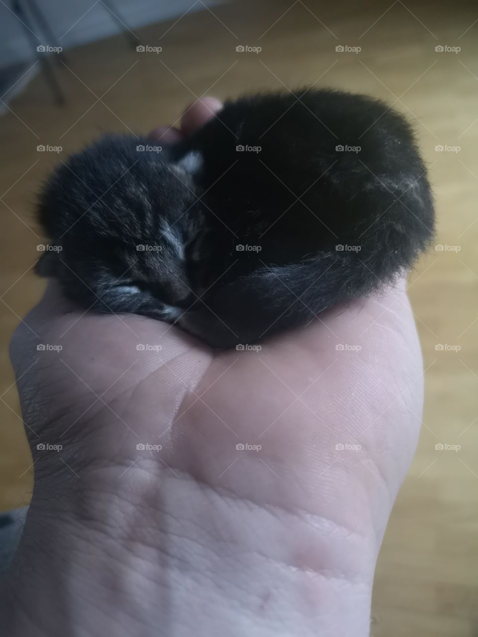 Kitten in my hand!