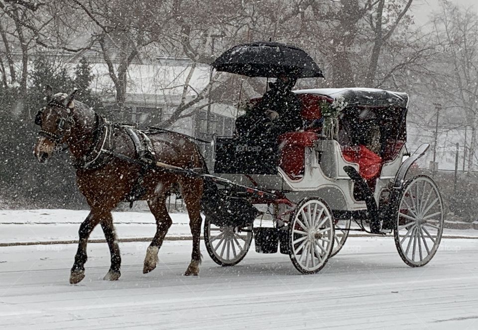Central Park Horse Carriage
