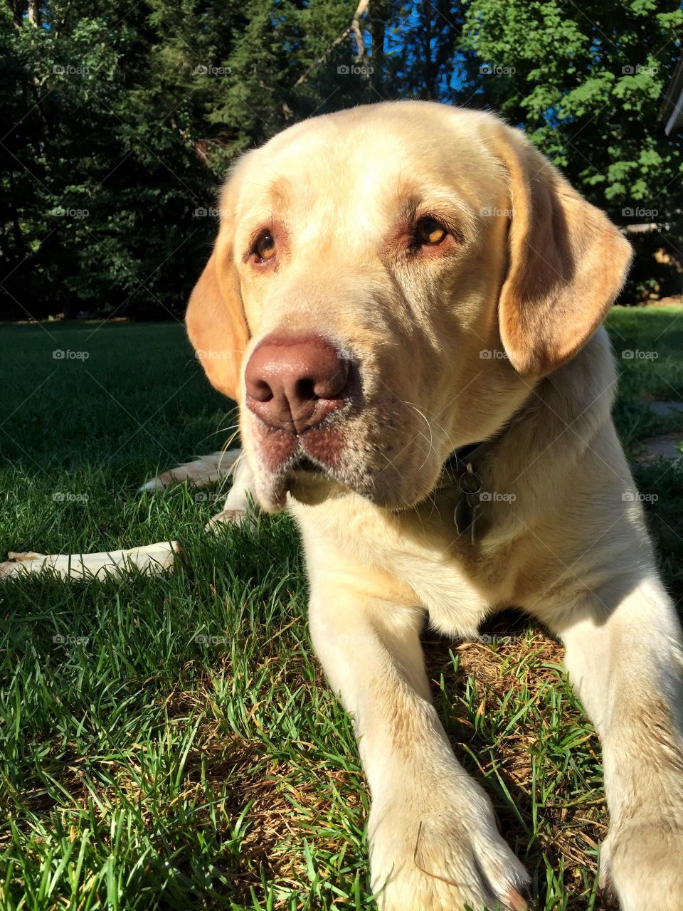 Yellow labrador retriever