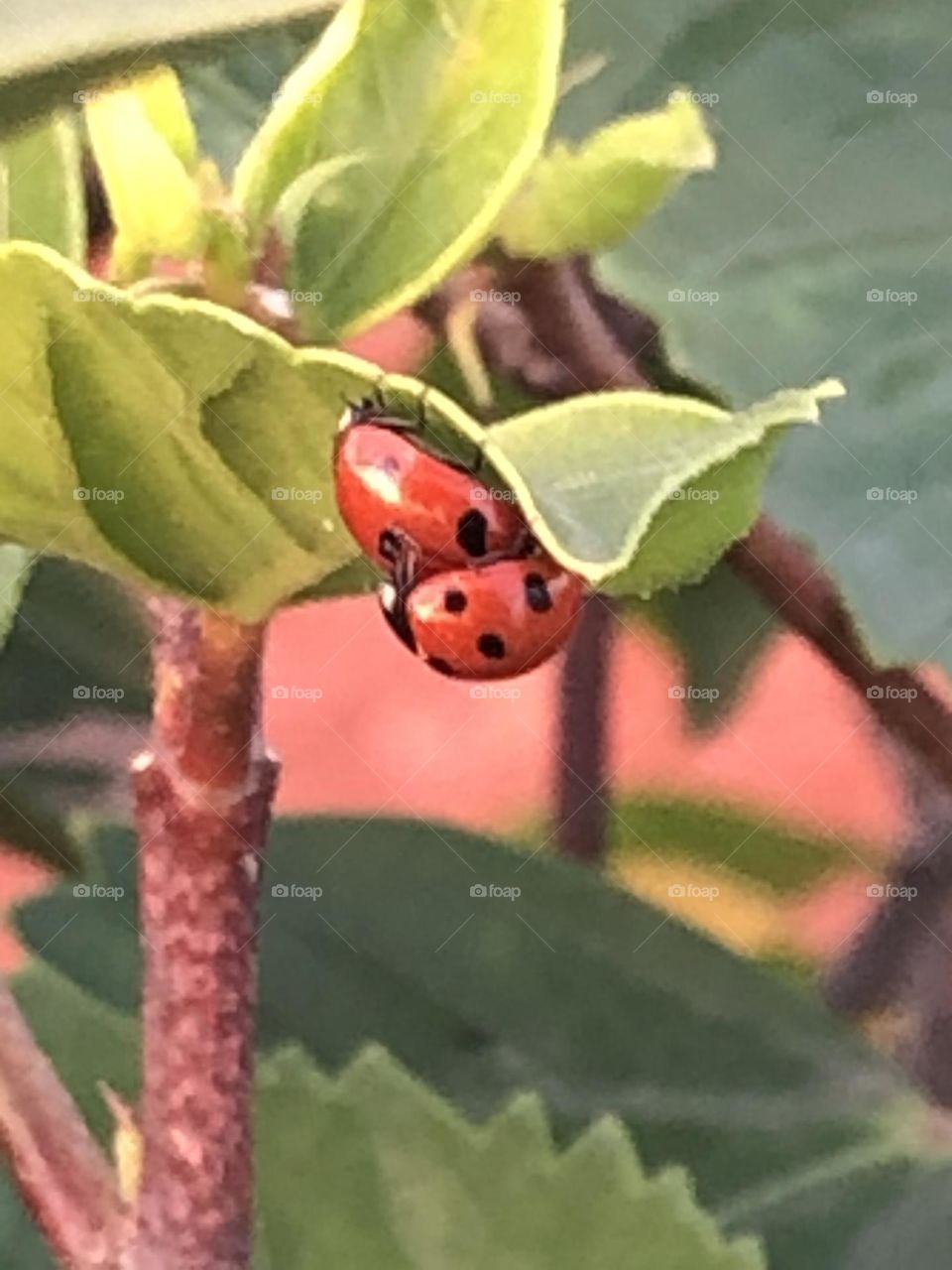 Mate of ladybugs on green leaves