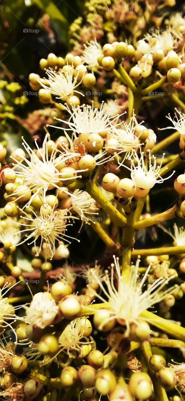 Beauty of natural flowers