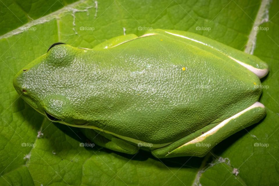 A Green Tree Frog matches perfectly upon the leaf.