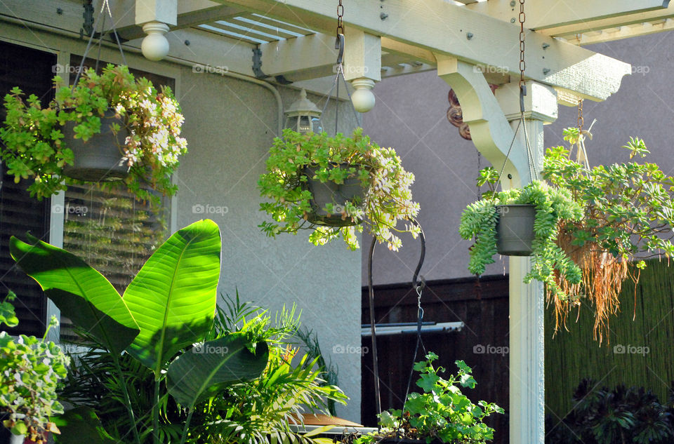 hanging succulent house plants