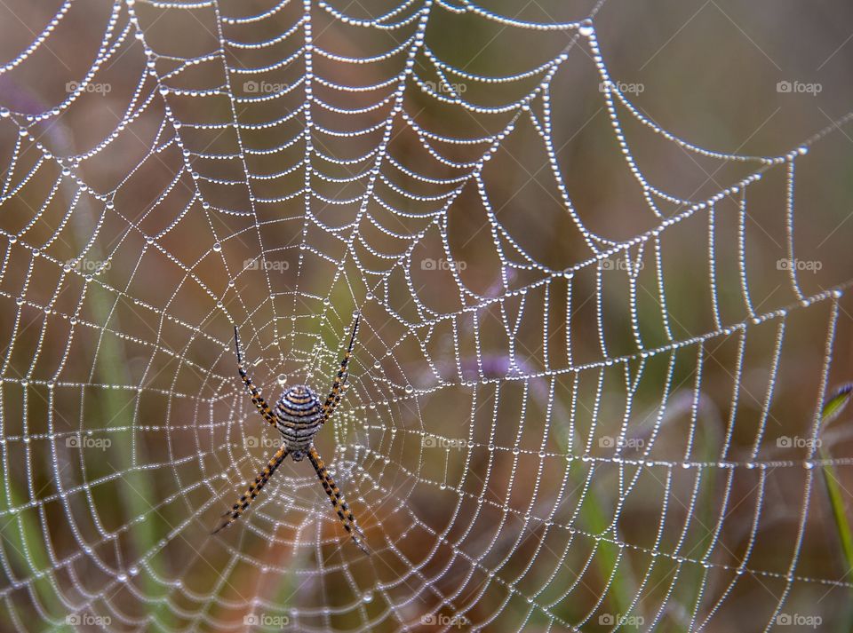Spider on spiderweb 