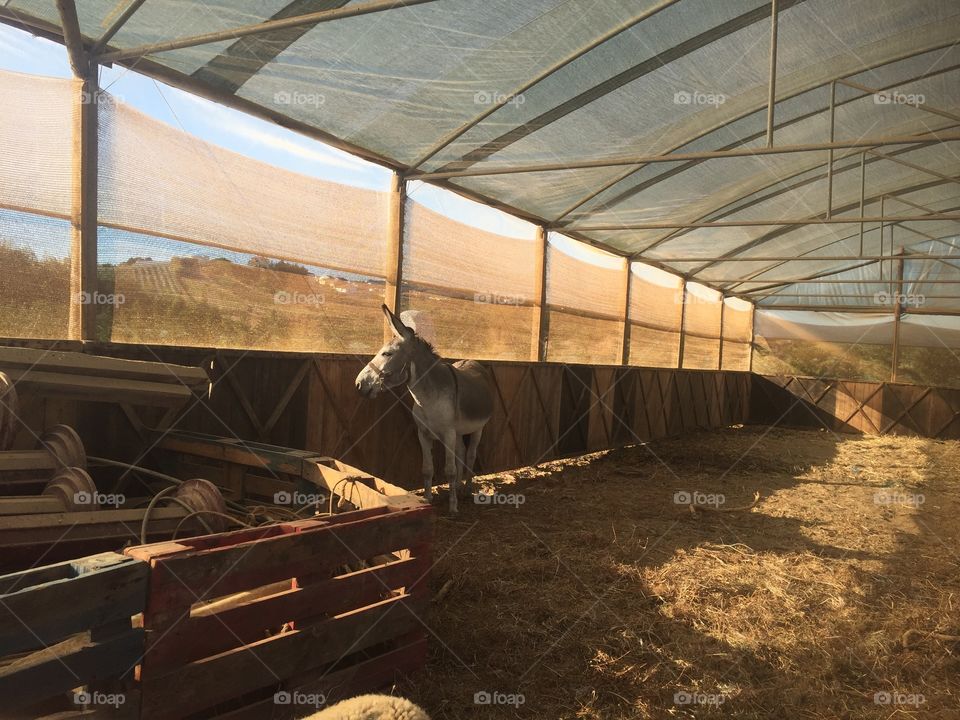 Small farm in Portugal.
Love this donkey 🐴