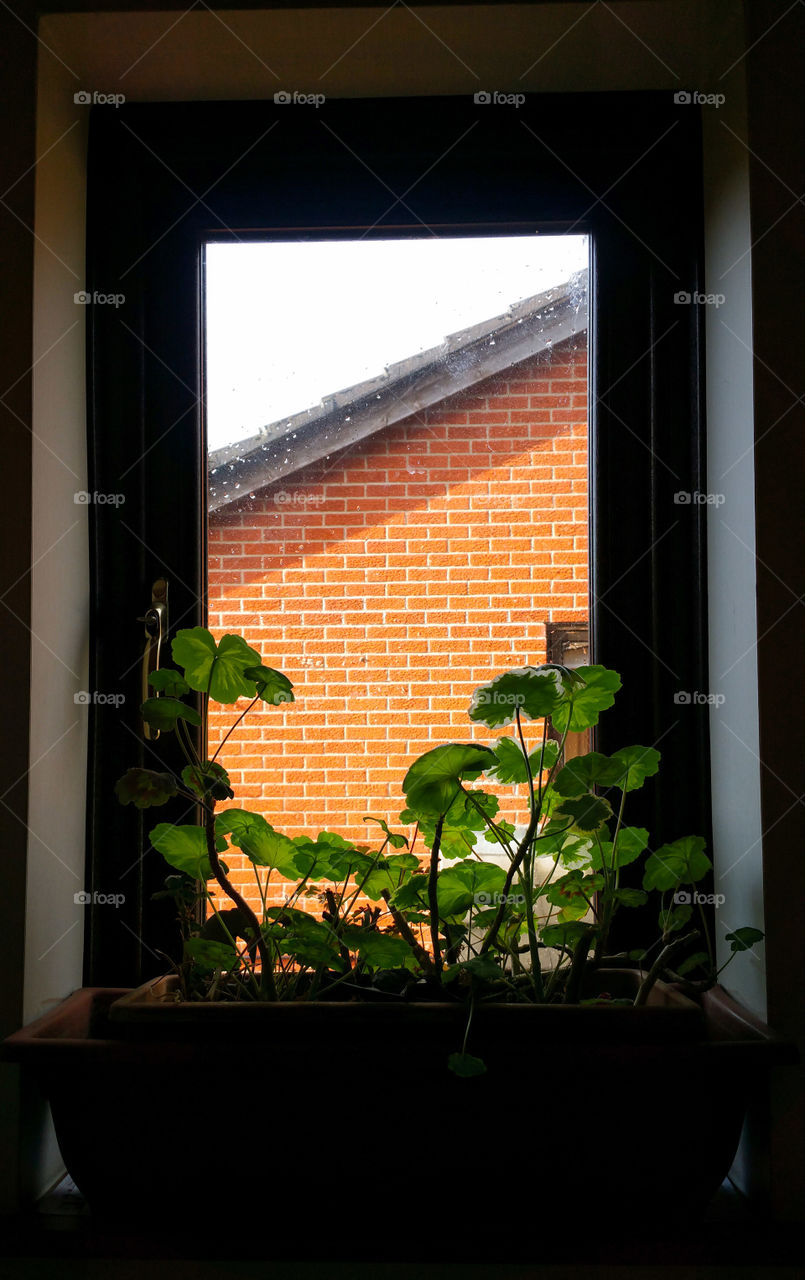 Pelargonium in a pot