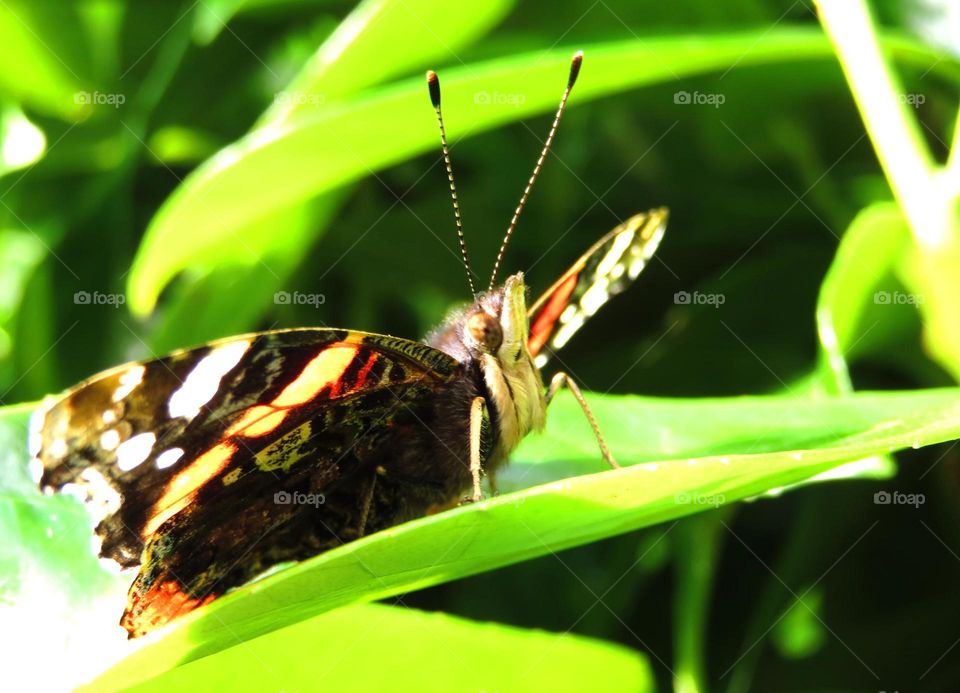 butterfly posing