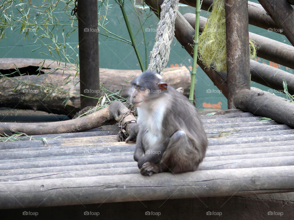 Sleeping monkey sitting on wooden construction in Barcelona, Spain.