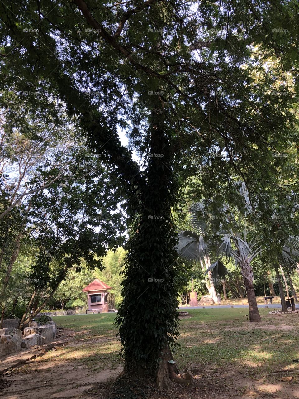 Beauty around Pukae Botanical Garden, Thailand 🇹🇭