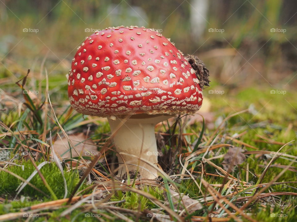 Amanita with a red cap grows in the forest.  Close-up.