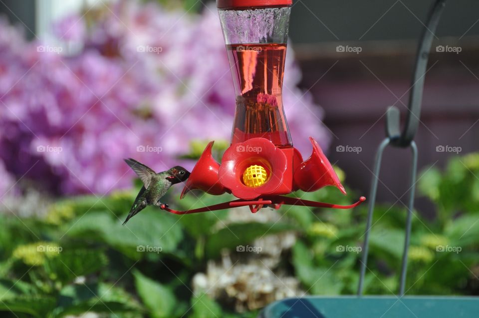 Hummingbird Dinning