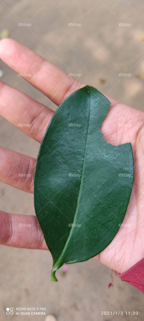 I ate it,you too can( kokum leaves)😜