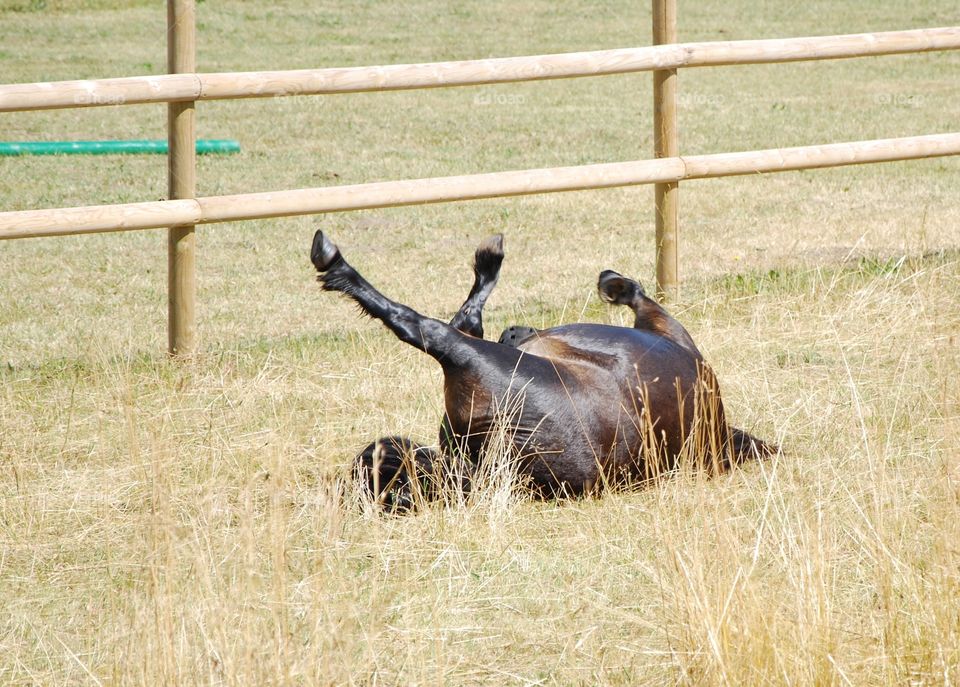 Horse rolling on field