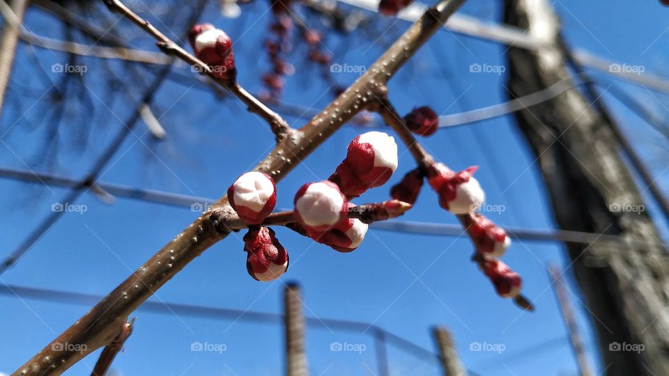 tree fruit