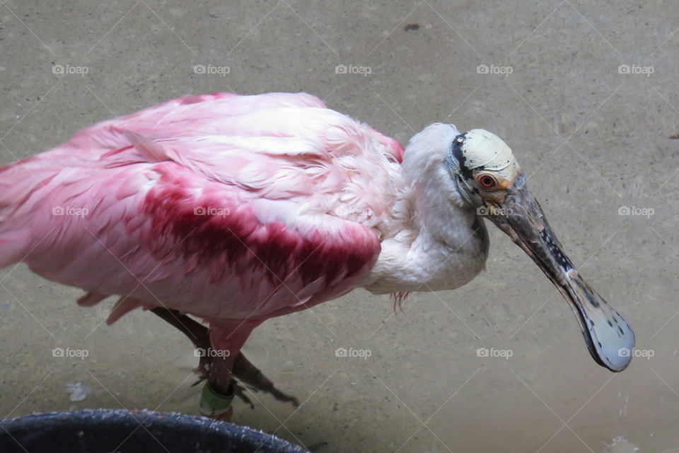 Roseate Spoonbill