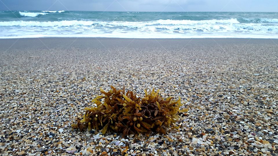 Seaweed