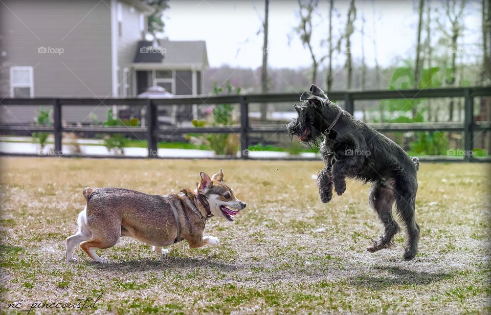 The excitement when a new friend comes to the dog park can't be contained for this young pup.