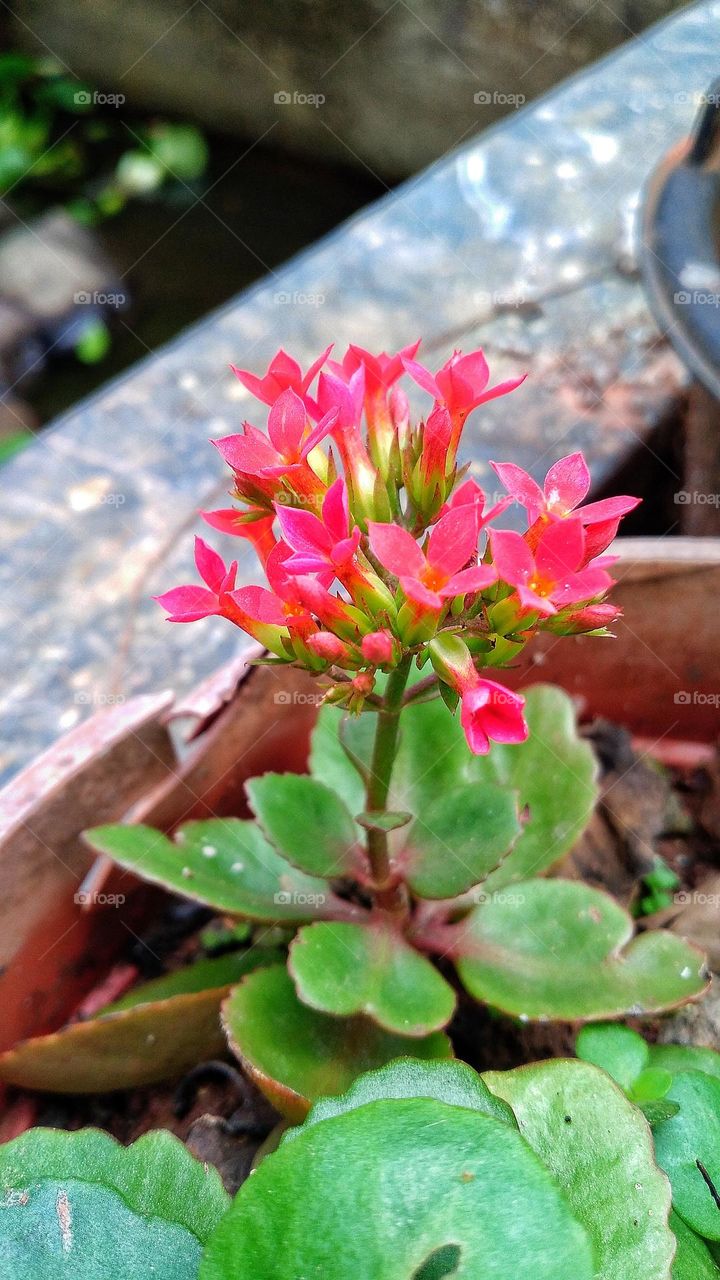 Beautiful Kalanchoe blossfeldiana flowers growing in the garden