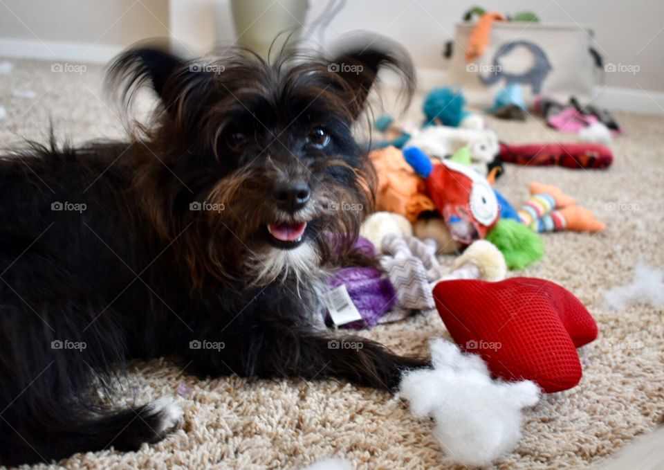 Dog playing with toys 
