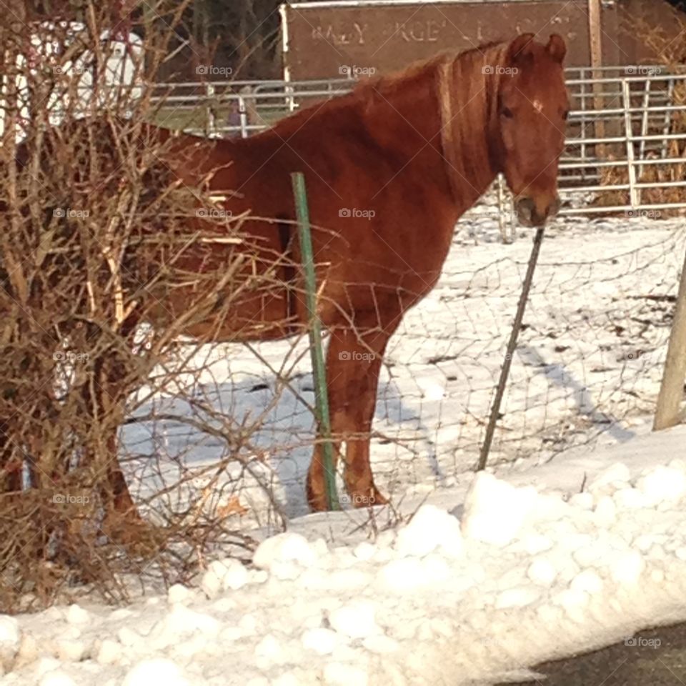 Beautiful horse in a winter scene 