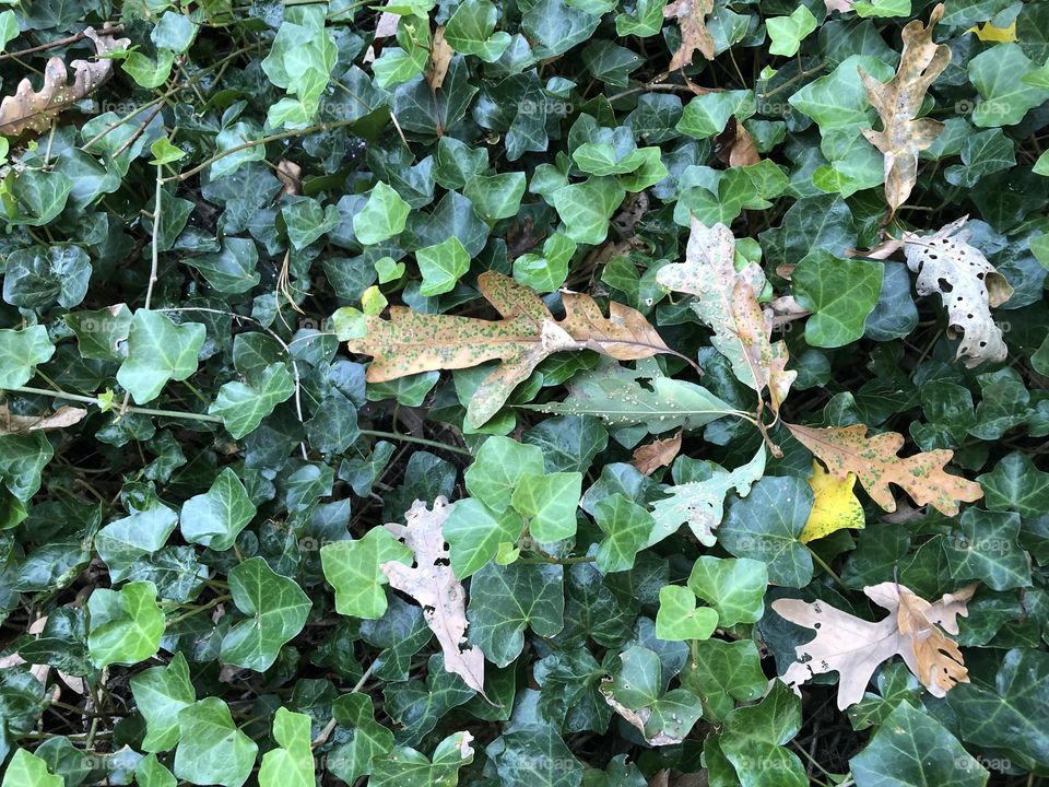 Leaves in ivy