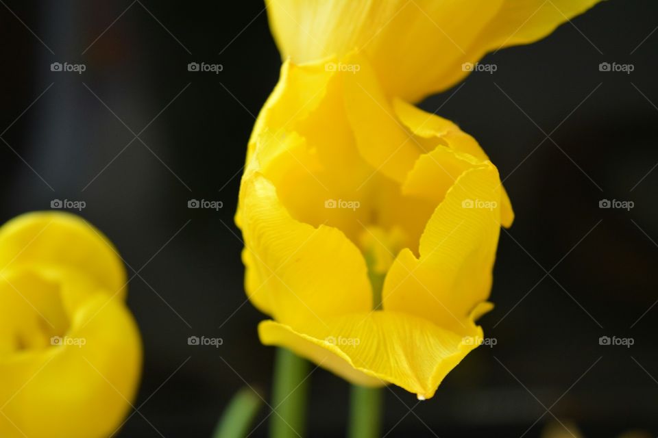 yellow flower