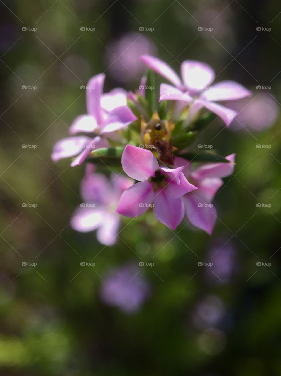 Flowers. Closeup 